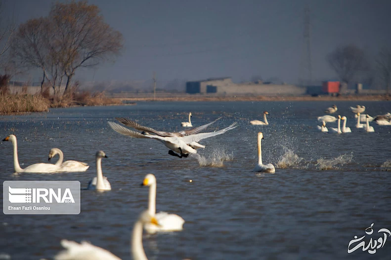 (تصاویر) قوهای فریادکش در تالاب سرخرود